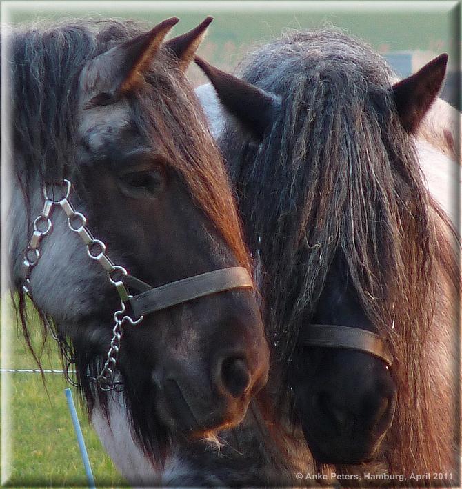 Schiermonnikoog Horses