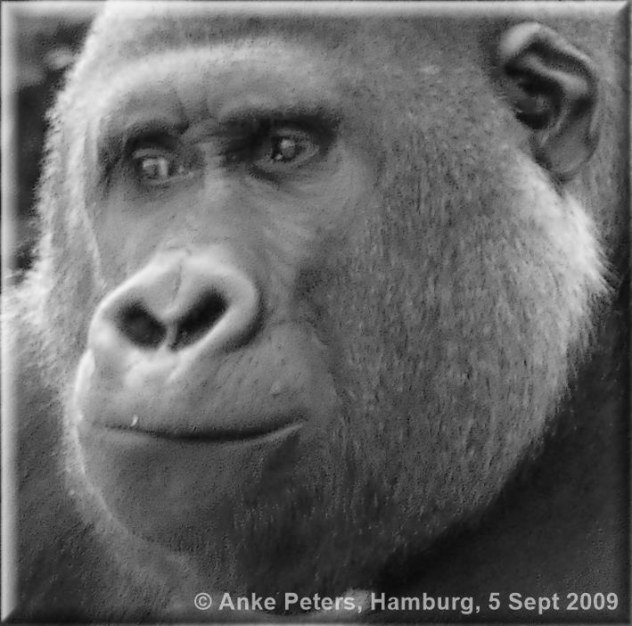Hannover Zoo - Gorillas