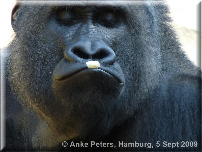 Hannover Zoo - Gorillas